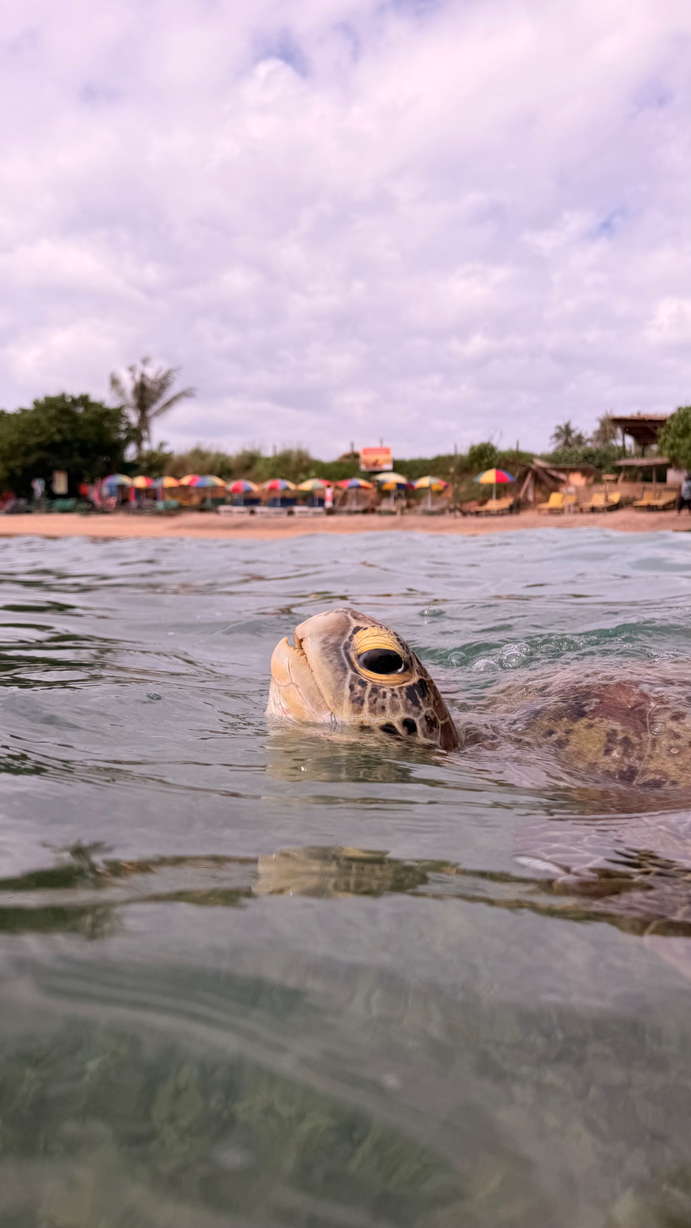 Swimming with turtles at Dikwella