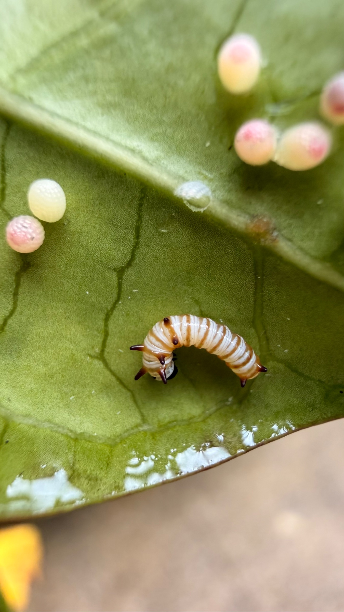 Up close of tiny caterpillar 