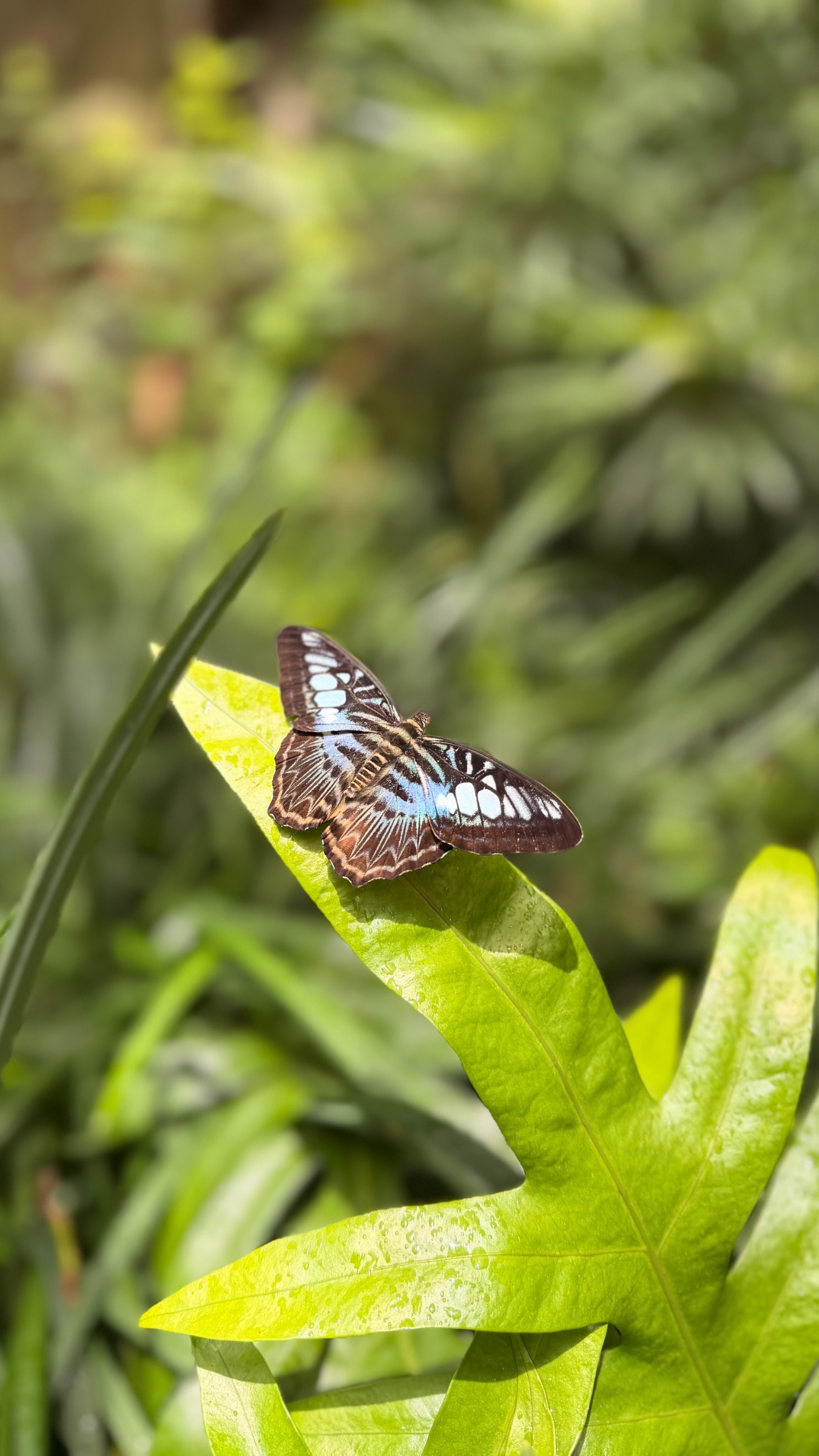 Beautiful butterfly 