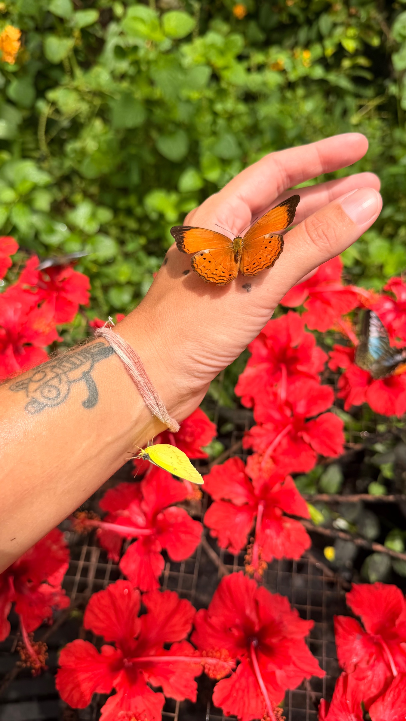 Butterfly landing on my hand